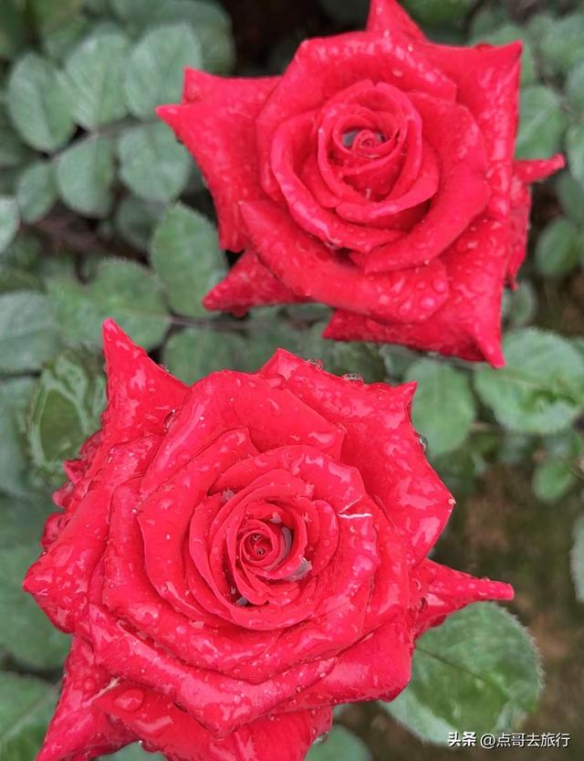 成都玫瑰、月季花开爆了，免费才最美，采摘玫瑰低至1元，划算！