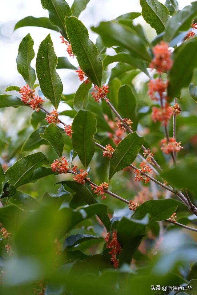 如东的秋天，都藏在这里了→