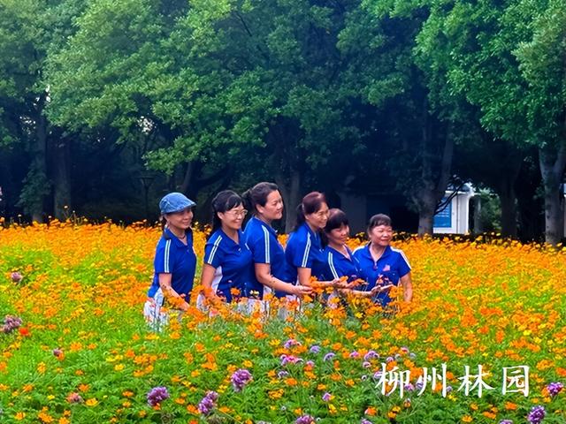 柳州市雀儿山公园硫华菊花海上线