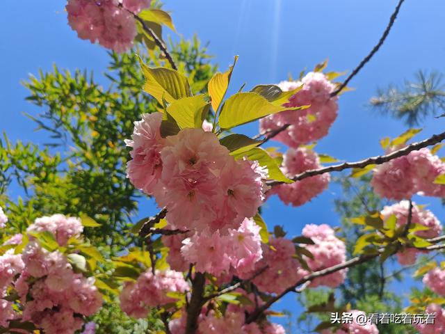 北京公园赏花记