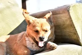 属狗人的福气时辰：哪一天出生的人命运最为昌盛？图片