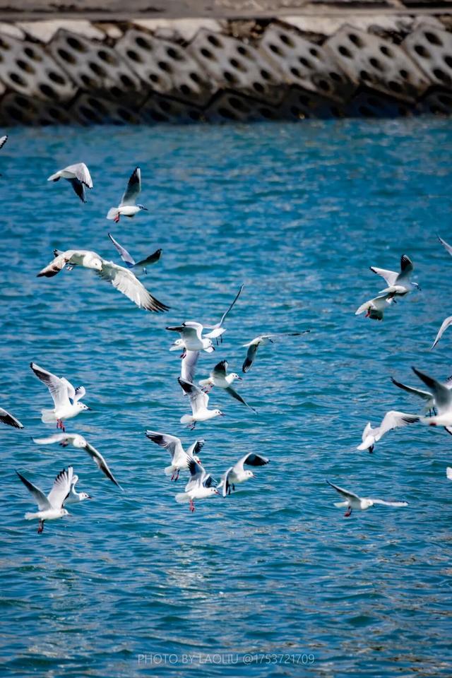 日照海边“人均一只”！赶紧去冲！