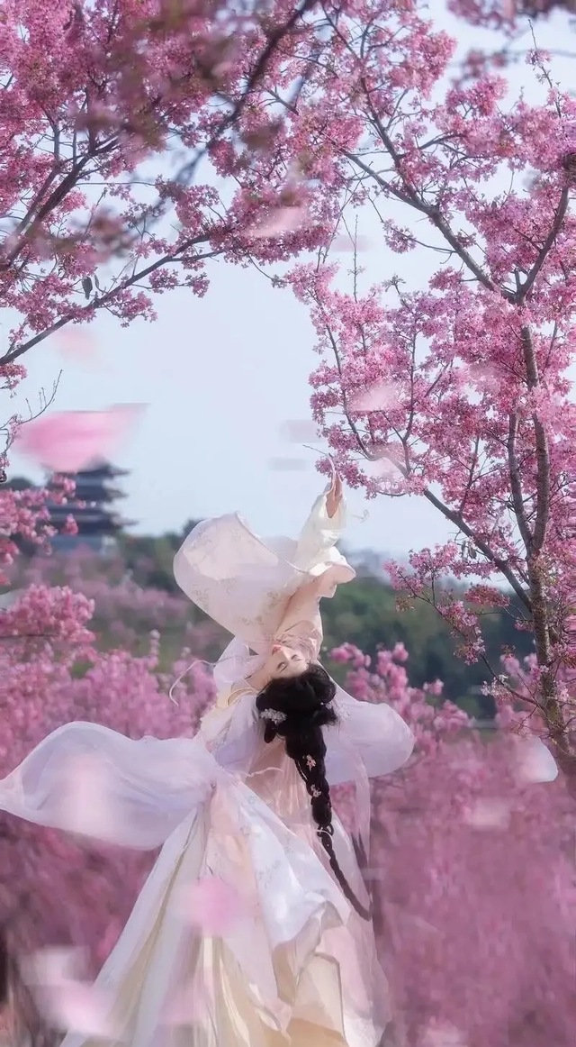 成都赏樱天花板！免费、4A景区、1h直达，本周末盛开期直接冲！