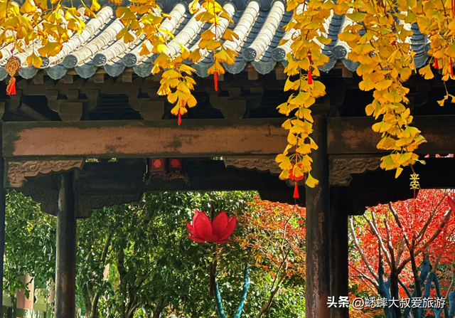古风意境拉满，银杏披上黄金甲，这个杭州秋冬古祠，即将成顶流！