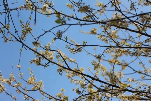 嘿！福建宁德福安市松罗乡花海已上线