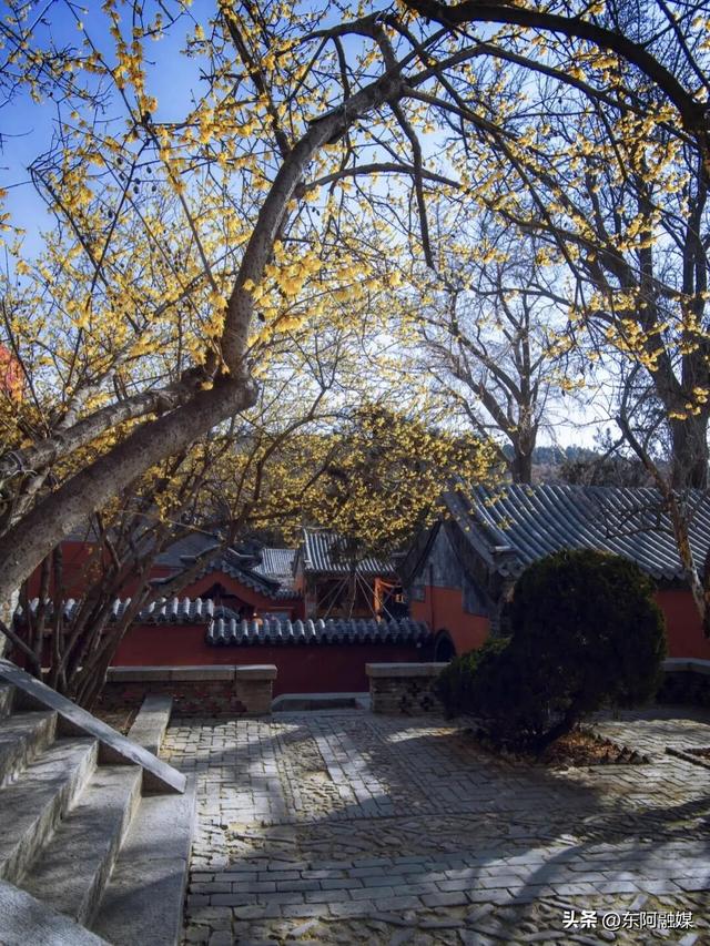 山东的第一波蜡梅开啦！快来邂逅这份冬日限定的浪漫