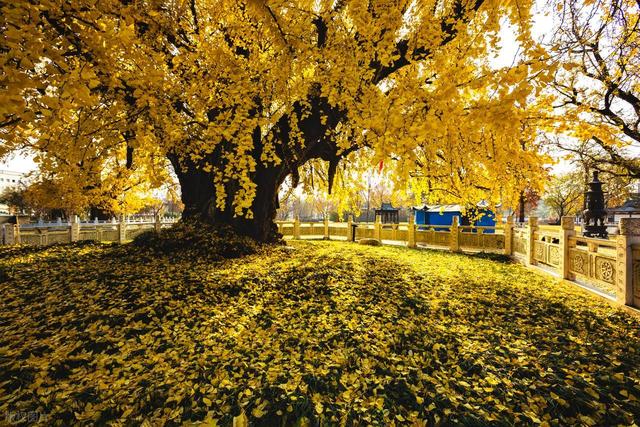 南京千年银杏黄了！浦口两个免费秘境相距9公里，可一天打卡拍照