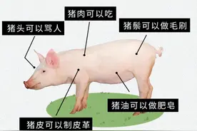 为什么有牛奶、羊奶，但没人喝猪奶？图片