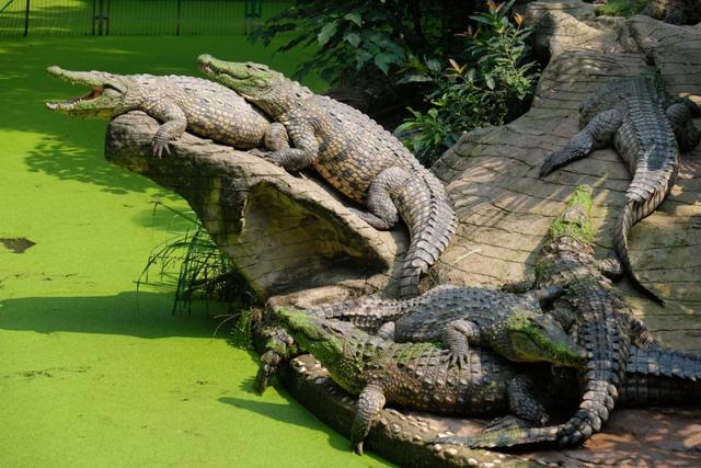 看渝超，逛两江！两江新区景区5折优惠来袭→