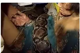 泰国妇女在家被4米长蛇缠绕，呼救数小时获救图片