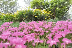 积累：容易用错的成语图片