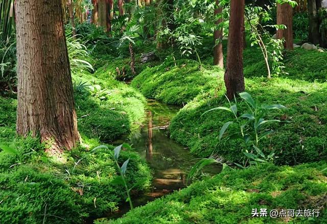 成都市内乘凉公园，风景秀美、清凉，不要门票，地铁公交可达！