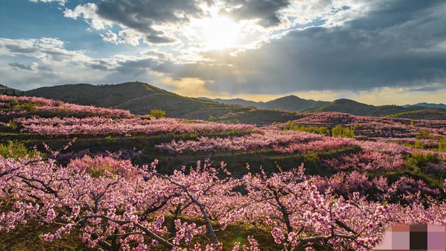 北京桃花刷屏出圈！满城粉白开得正盛，错过这7天再等一整年