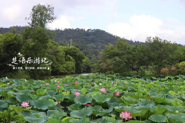 浙江宁波小浃江畔的乡村，百亩荷塘成为热门风景，被誉为田园牧歌