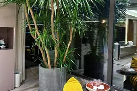 5种花，绝不能养室内，影响健康还带来坏运气，快有一盆扔一盆图片