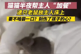 谁家小猫晚上给主人“加餐”啊图片