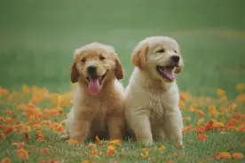 狗子交配后，为什么还背对背连在一起分不开？难道这样不危险么？图片