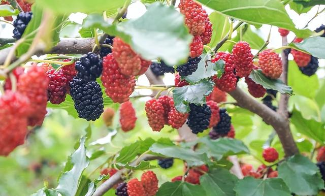 俗语“五树进宅，人穷家败”，分别指的哪五树？有道理吗