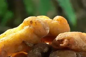 什么是黄精？图片