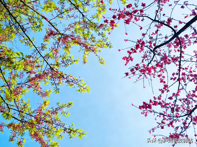 现场实拍！合肥老年人专属赏花地，随手拍都是春日大片！