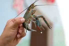 口感Q弹？浙大人在新疆沙漠养出海鲜啦！图片