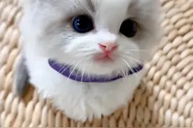 网购宠物猫是否适用七天无理由退货？图片