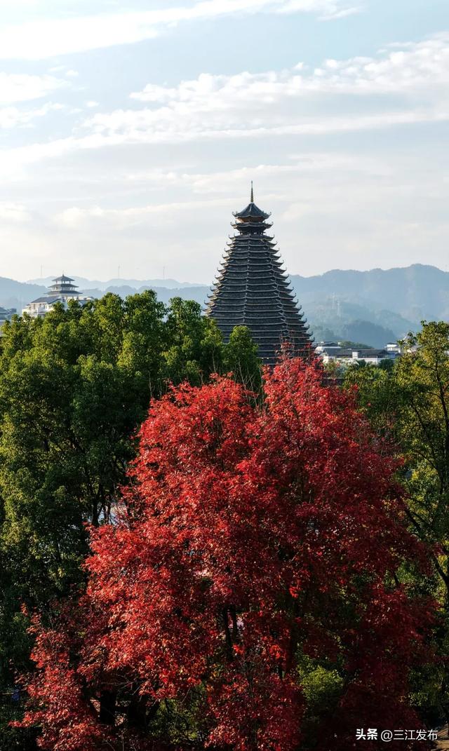 县城“枫”景美 初冬韵渐浓