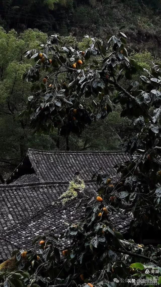 温州大山深处的这个千年遗世古村落你可去过?