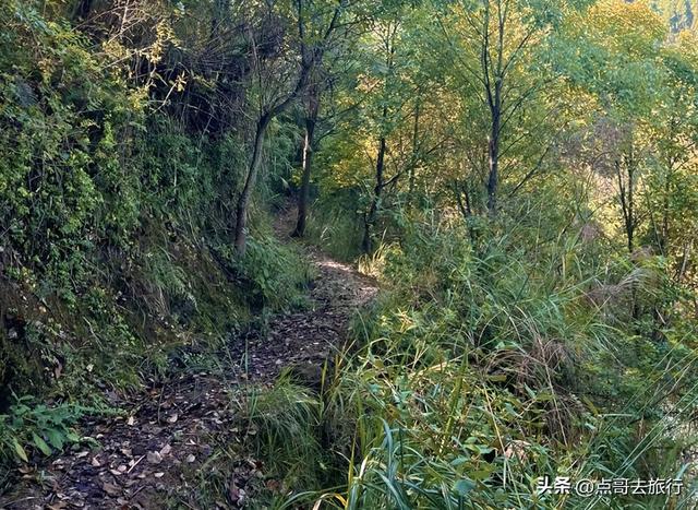 成都龙泉山冷门徒步路线，大片桉树林超美，不要门票，野趣十足！