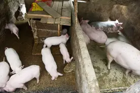 1月29日，养猪人卖猪的价格，猪价基本上稳定图片