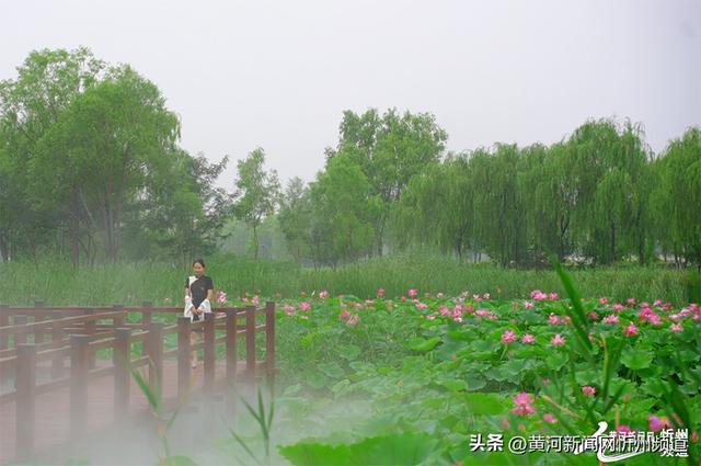 “荷”你邂逅！云中河景区荷花盛开