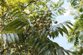 无患子树是一位植物王国中的“百科医生”图片