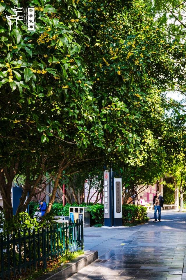 花样秦淮｜秋桂