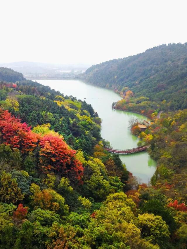 博望区“西红柿炒蛋”树上线