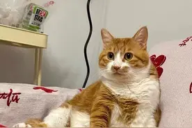 猫尿闭自救，3天治好只用了200元图片