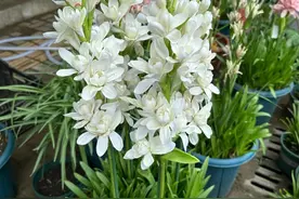 公认“花名惊艳”的10种花，光听名字就觉得美，取名的人太有才了图片