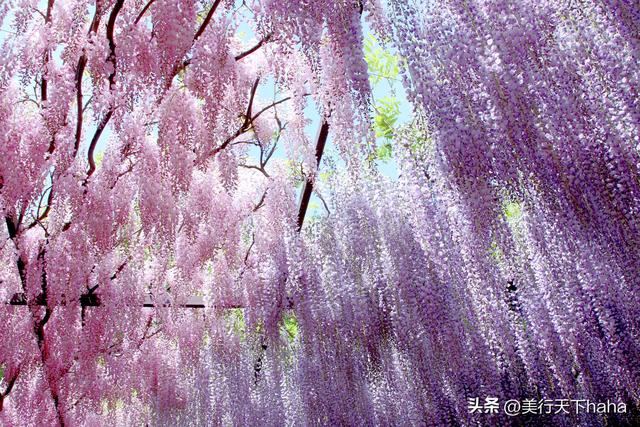 玉渊潭公园紫藤花开，诗意满满，演绎“一帘幽梦”的极致浪漫