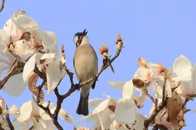 宁波春日鸟儿叽喳，多数是雄鸟在唱“情歌”图片