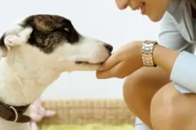 狗狗饮食攻略：制定完美喂食时间表，告别挑食难题！图片