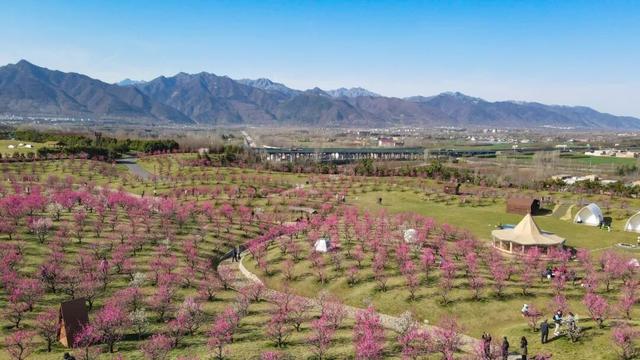 航小天带你看长安 | 唐村首批梅花悄然绽放