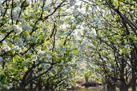千亩梨花，一秒沉醉！图片