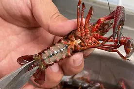 买小龙虾时，挑青色的还是红色的？原来差别这么大，不懂就亏了图片