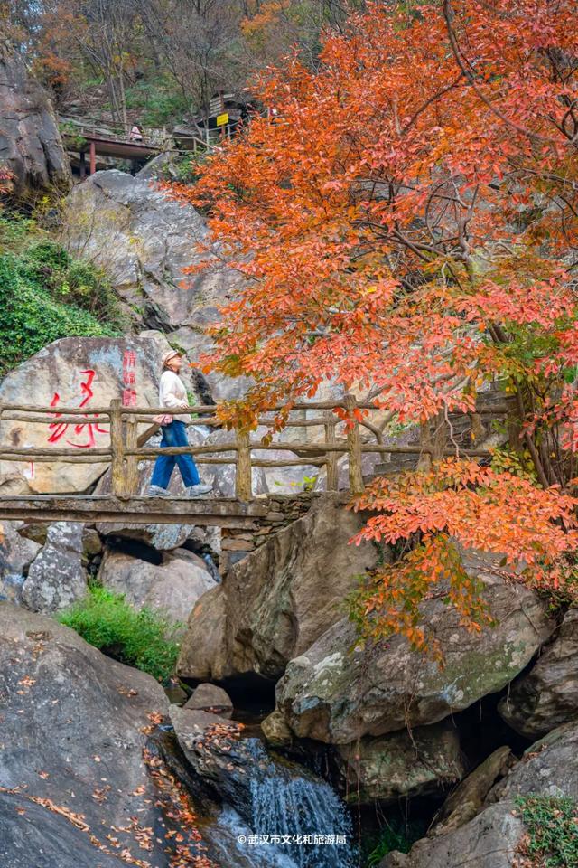 红了！武汉5000余亩红叶树，集体变色