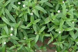 天然染发植物“墨旱莲”，又称“乌发草”，厉害用途你了解吗？图片