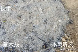 草木灰是有机肥吗？用草木灰施肥注意什么？图片