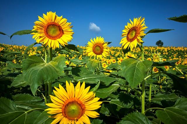 属猪人的后半辈子	，特别强调71年的，不是一般的准！