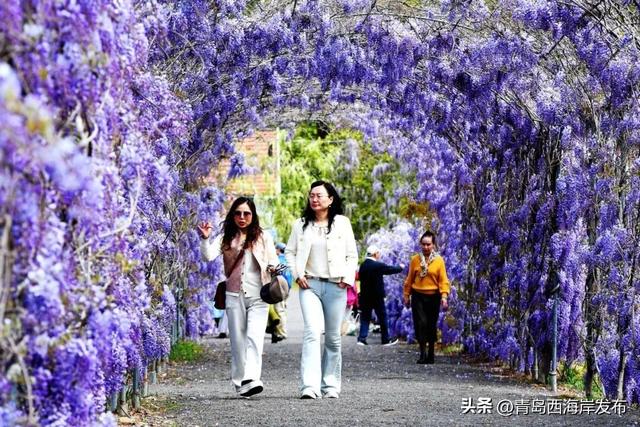 杜鹃花免费送！来西海岸赏花海、看演出！