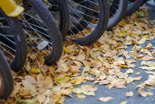 探徐汇｜赴一场落叶之约！徐汇街头美成童话