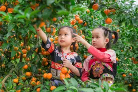 @沈阳市民 东北老铁 广西老友喊大家免费吃砂糖橘啦！图片