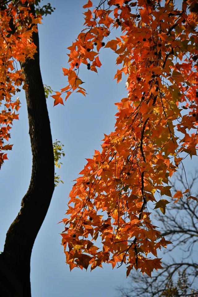 南方冬意，藏在这一亭红枫里